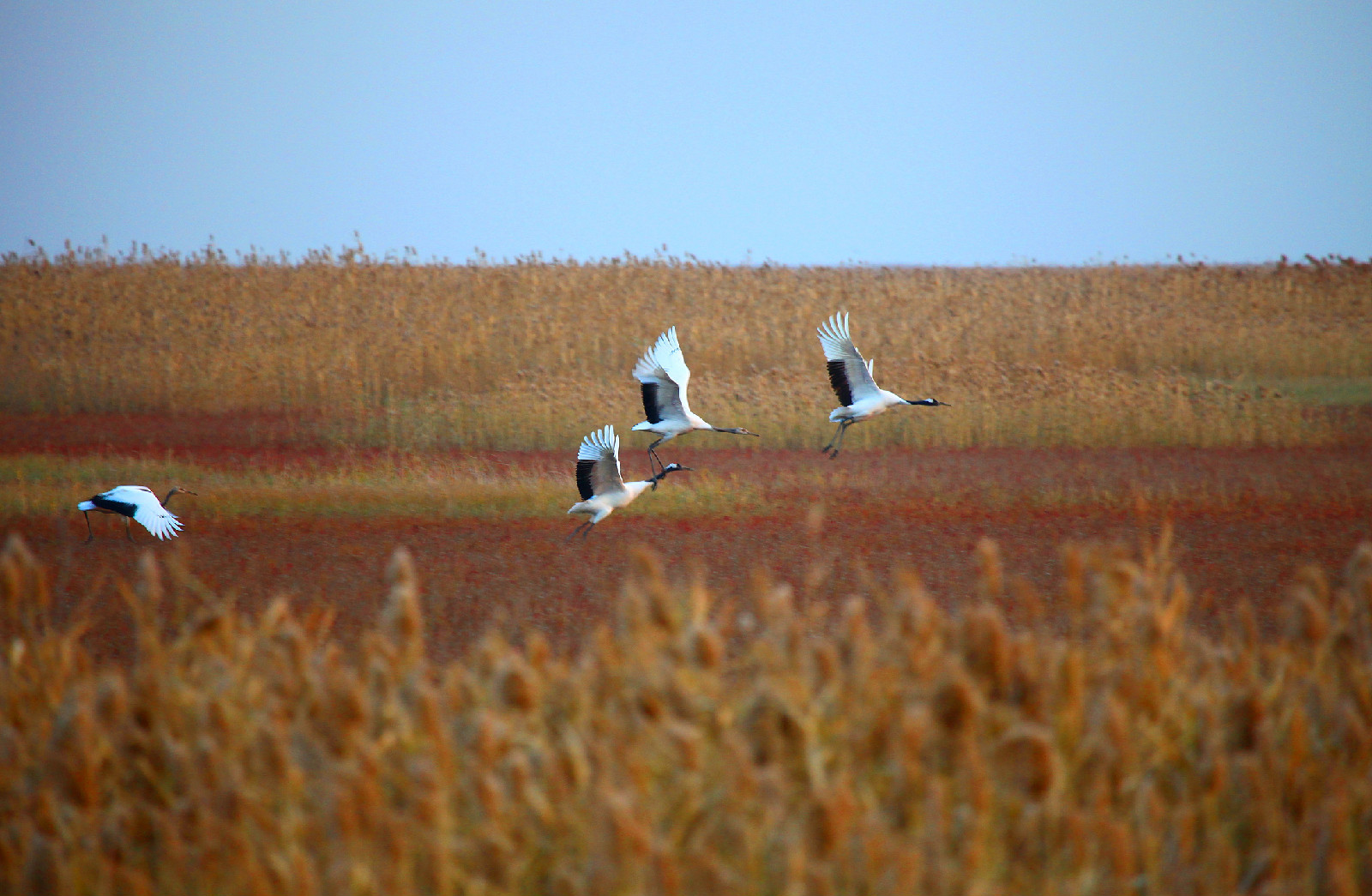 江苏盐城保护区