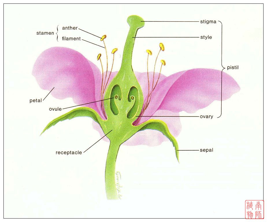 data-id="gnwzsnk11a">特立中央胎座