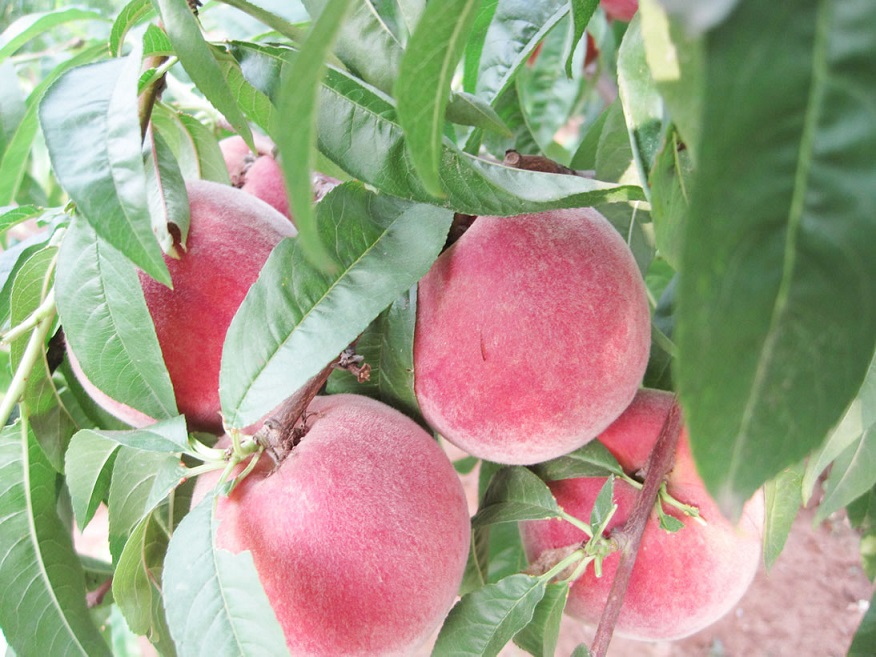  p> a target="_blank" href="/item/粘核毛桃/4255149" data-lemmaid