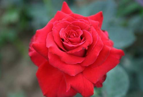  p>卡尔托纸牌月季是杂交茶香月季的一种,全花通红,能够达到13-15cm的