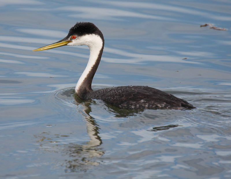 aechmophorus occidentalis