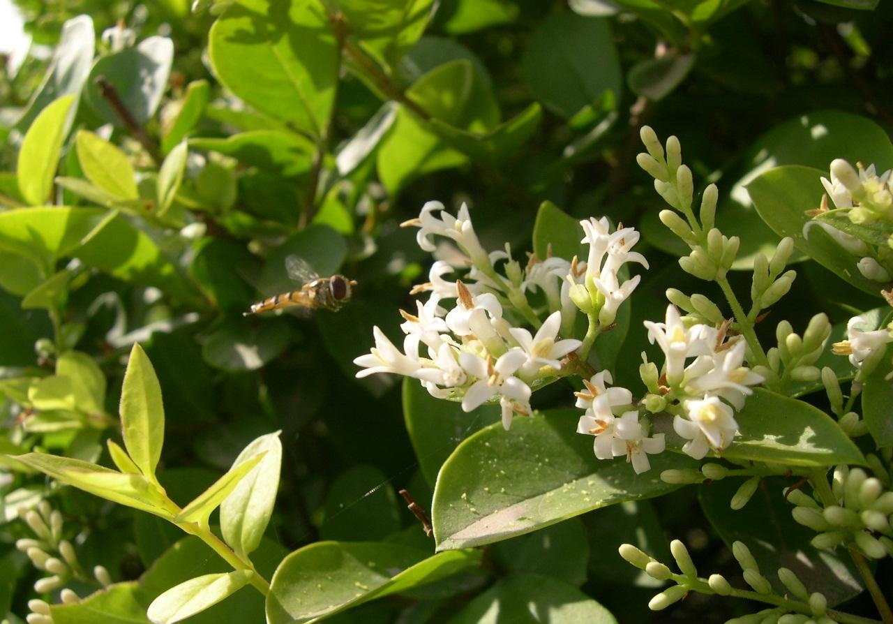  p>金叶龟甲冬青( i>ilex crenata /i> golden gem),又名钝齿冬青