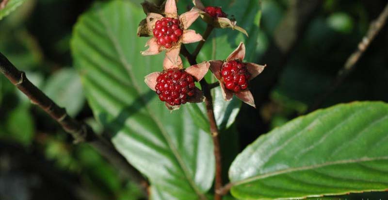  p>棠叶悬钩子(rubus malifolius focke)是蔷薇科,悬钩子属的落叶灌木