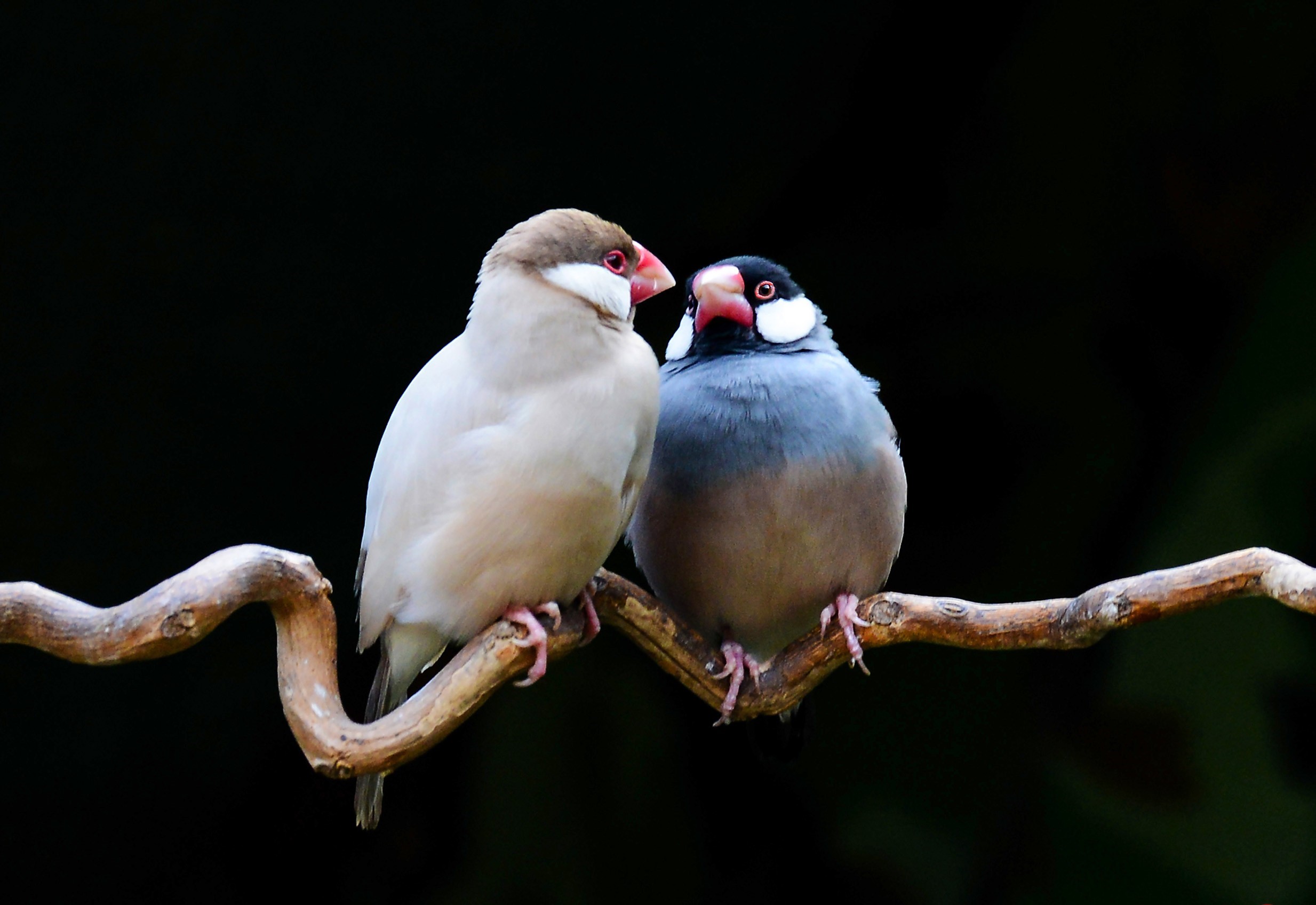  p>爪哇禾雀(学名:j i>padda oryzivora /i>),又名禾雀,文鸟,灰芙蓉