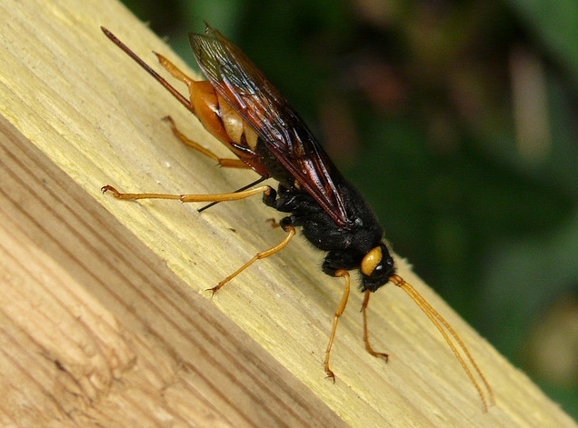  p>泰加大树蜂, i>urocerus gigas taiganus /i> beson,树蜂科大树蜂