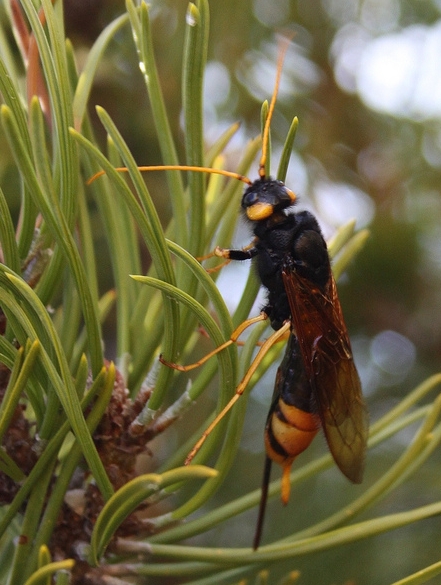  p>泰加大树蜂, i>urocerus gigas taiganus /i>