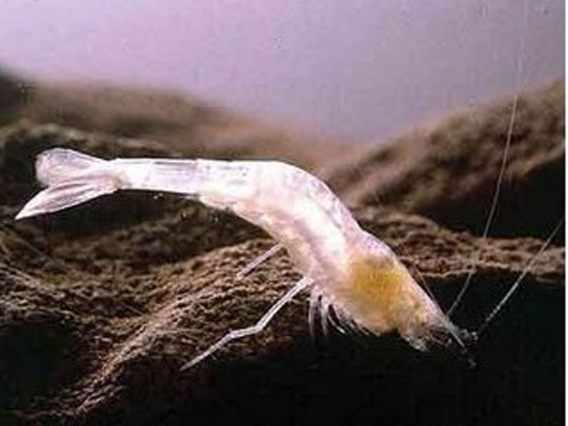 大西洋喷口盲虾