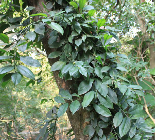 为天南星科石柑属植物石柑子 i>pothos chinensis /i>(raf.) merr.