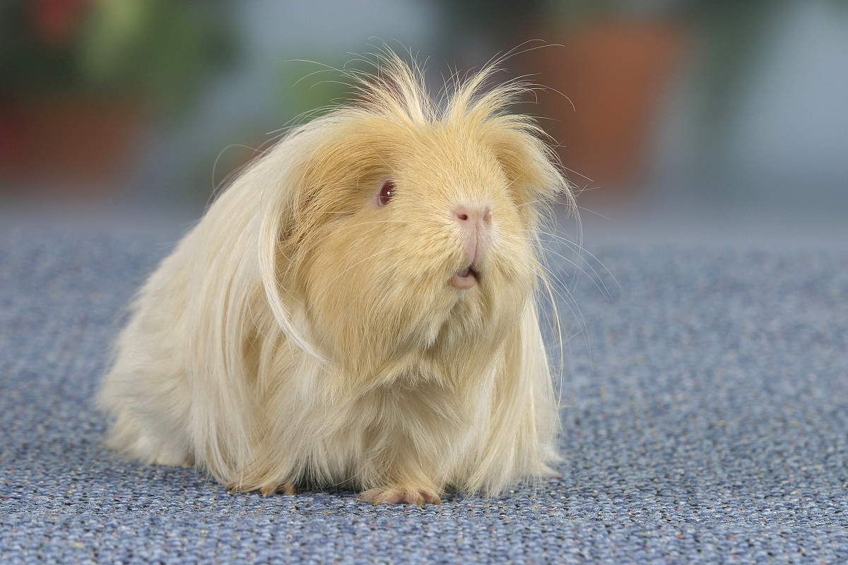 丁香凤冠天竺鼠