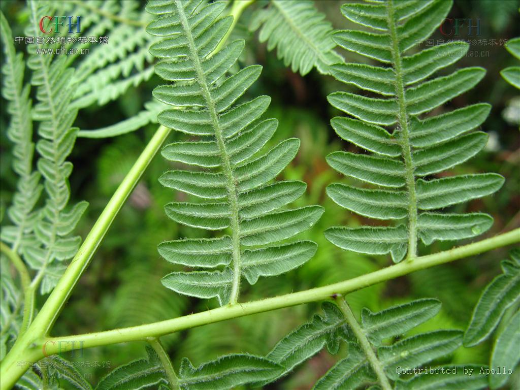 上部浅禾秆色,无毛;叶片卵状三角形,长宽各约70厘米,四回羽裂;基部羽