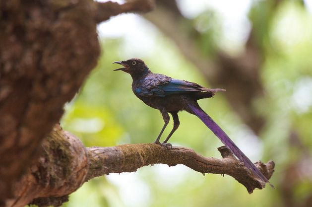  p>长尾丽椋鸟(学名:lamprotornis caudatus)属中型 a target="_blank