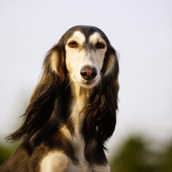  p>萨路基猎犬是一种大型猎犬,英文名称:saluki;体型分类:大型; 犬种