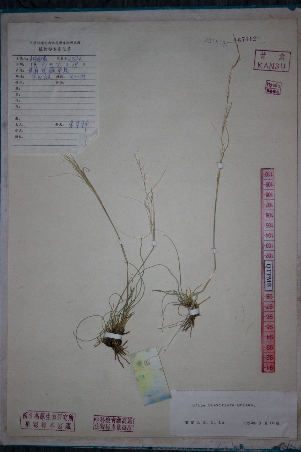  p>短花针茅(学名: i>stipa breviflora /i> griseb.