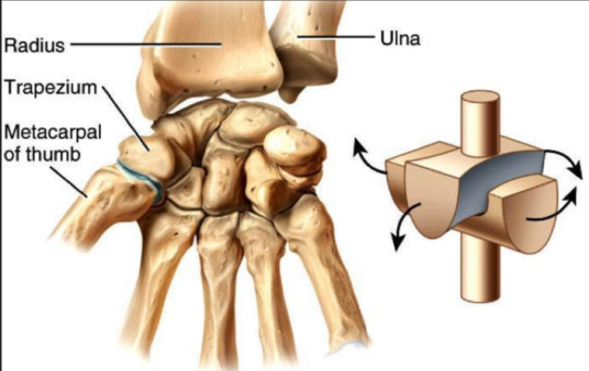 鞍状关节_百度百科