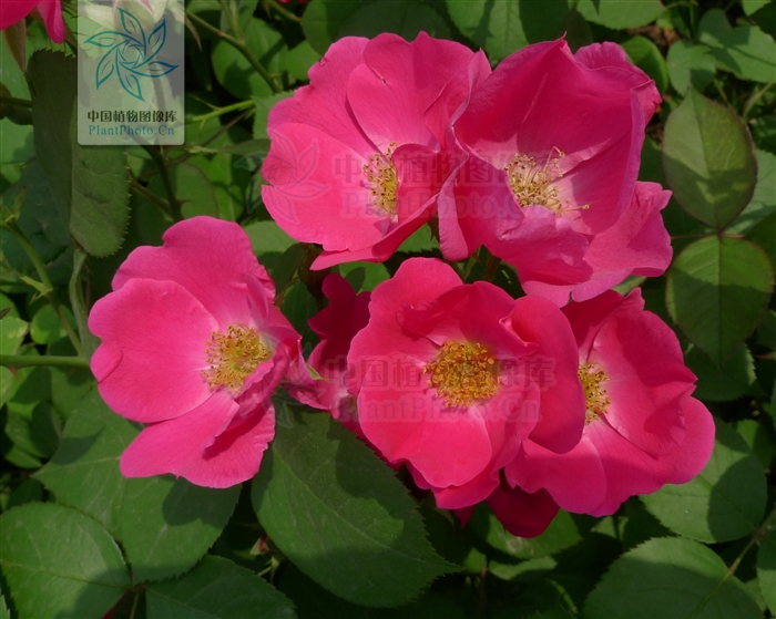  p>单瓣月季花是 a target="_blank" href="/item/蔷薇科/1121901"