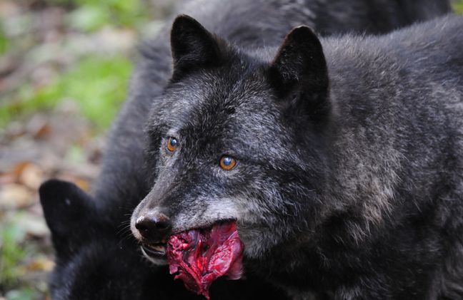  p>东部森林狼(学名:canis lupus lycaon)是灰狼的亚种之一,具有各种