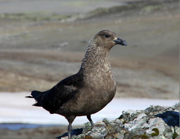  p>南极贼鸥是生活在南极 a href="#" data-lemmaid="11029453">