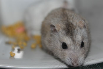  p>藏仓鼠(学名: i>cricetulus kamensis /i>),别称西藏仓鼠,短尾藏