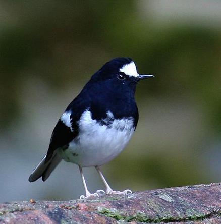  p>小燕尾(学名: i>enicurus scouleri /i>)鸫科燕尾属的一种鸟类,体