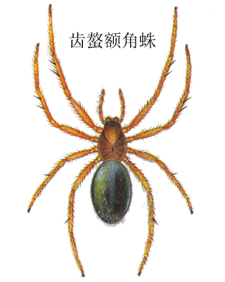  p data-id="gn5jbq0bvg">昆虫名,为蜘蛛目(araneae), a target="
