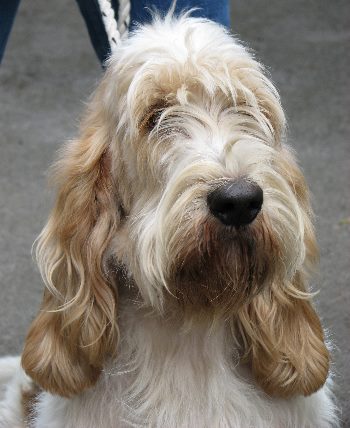 petit basset griffon vendeen