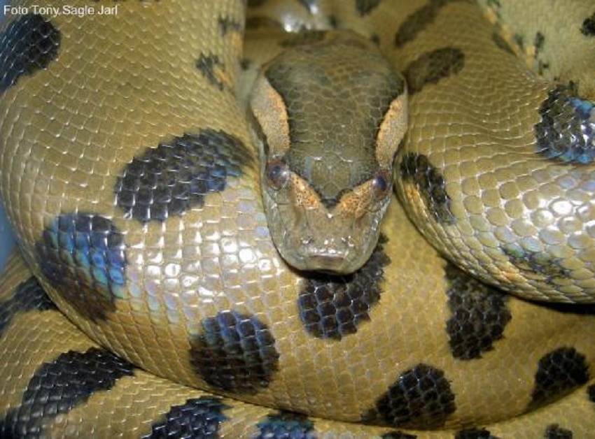  p>亚马逊森蚺(学名: i>eunectes murinus /i>),是当今世界上最大的蚺