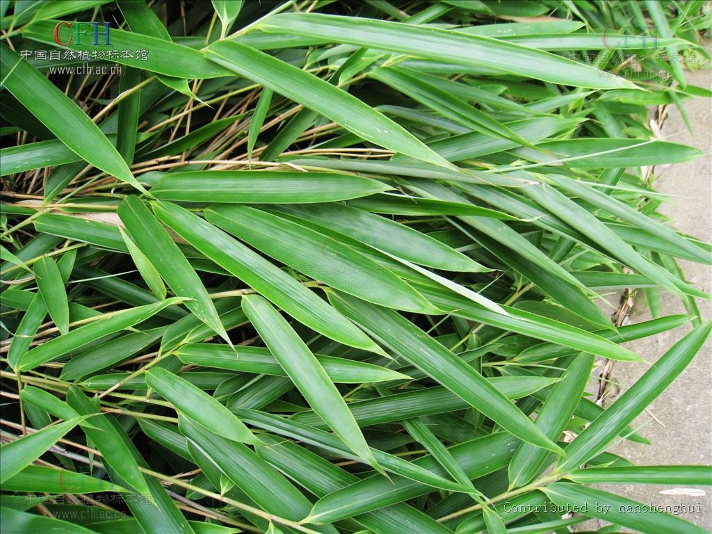 bashania keng f. et yi