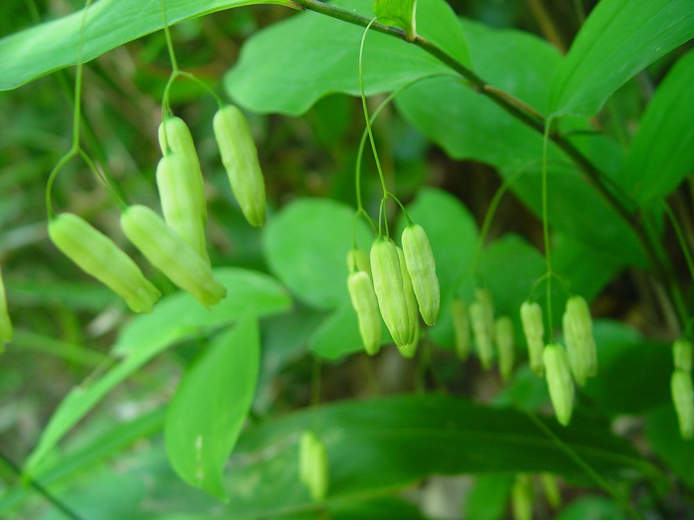  p> b>长梗黄精 /b>( i>polygonatum filipes /i>),百合科多年生草本
