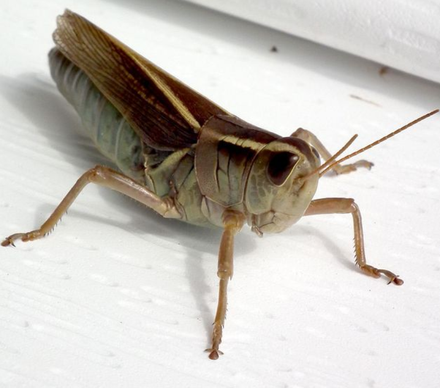 属直翅目 a target="_blank" href="/item/飞蝗科/6908379" data