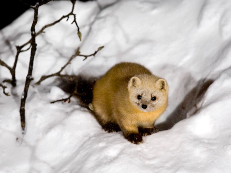  p>日本貂(学名: i>martes melampus /i>):体重500-1700克,体长470