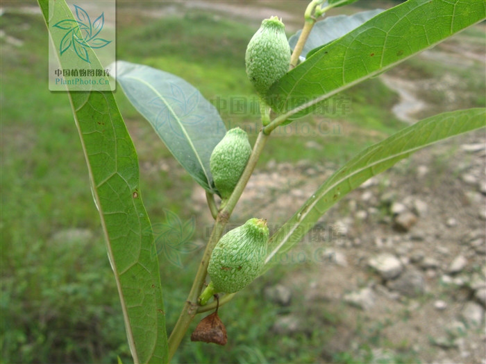  p>纸叶榕(学名:ficus chartacea)为桑科榕属的植物.