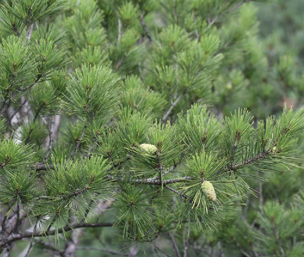  p>赤松( i>pinus densiflora /i> sieb. et zucc.