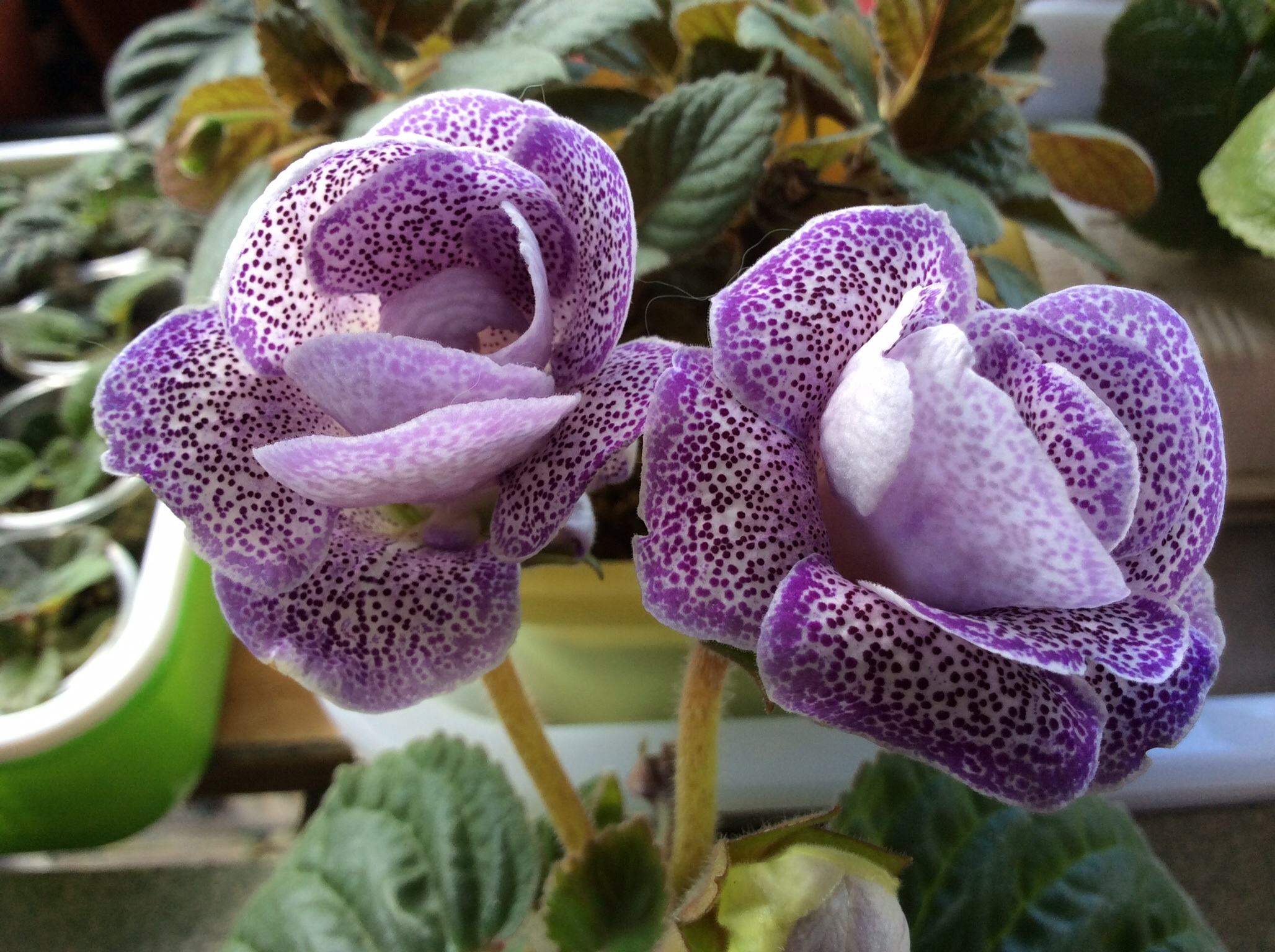  p data-id="tzczn7kr80ad">大岩桐(sinningia speciosa)是苦苣苔科