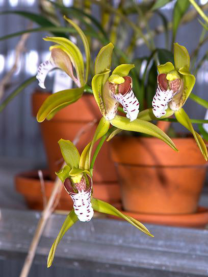 附生植物;假鳞茎近球形或卵球形,强烈压扁,呈双凸镜状,裸露,不为