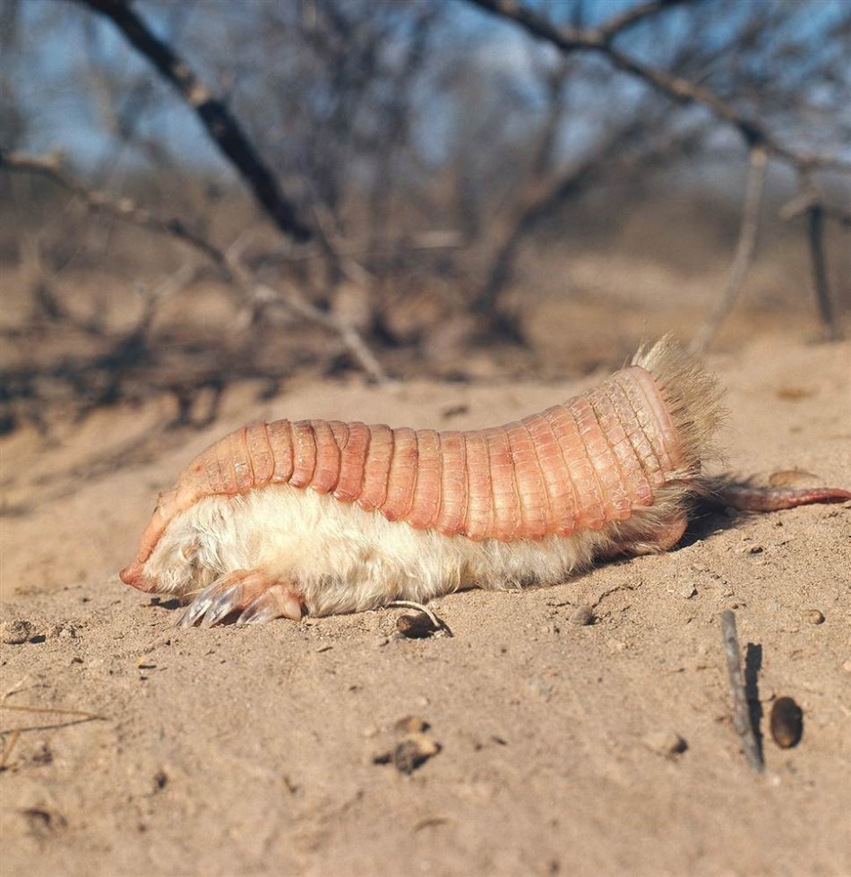 lesser fairy armadillo