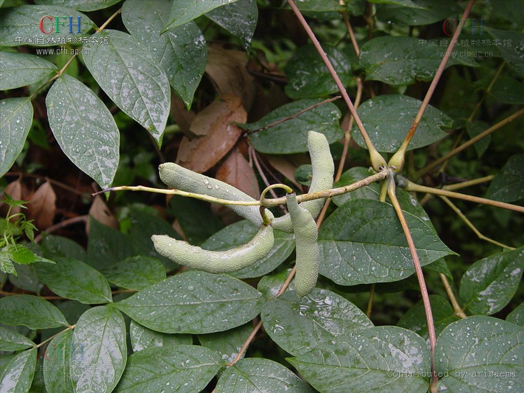  p>猫儿屎属(学名:decaisnea hook. f. et thoms. ,decaisnea hook.