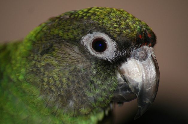  p>贾丁氏鹦鹉(学名: i>poicephalus gulielmi /i>) 在poicephalus属