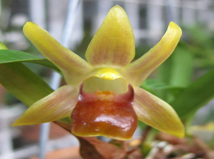  p>台湾厚唇兰(学名: i>epigeneium nakaharaei /i>  (schltr.