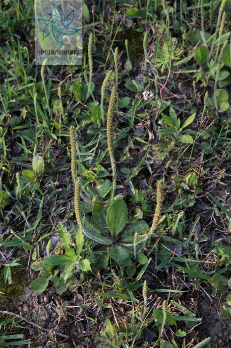  p>小车前,为车前科, a>车前属 /a>的一年生或多年生小草本,叶,花序梗