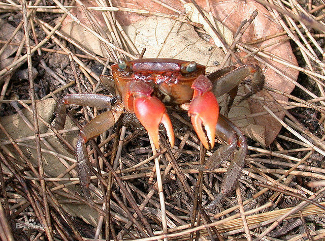  p> a target="_blank" href="/item/红螯螳臂蟹/5181107" data-lemma