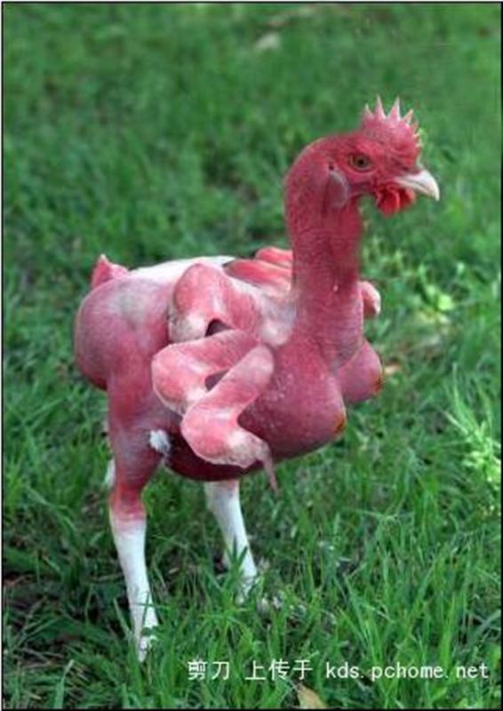 多翅鸡,多出于互联网上关于多翅鸡的报道,具体名称有蜘蛛鸡,变异鸡