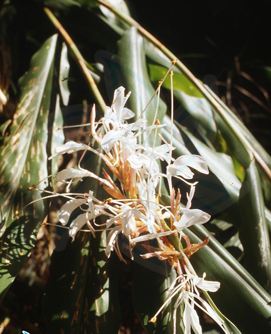  p>毛姜花(学名: i>hedychium villosum /i> wall.