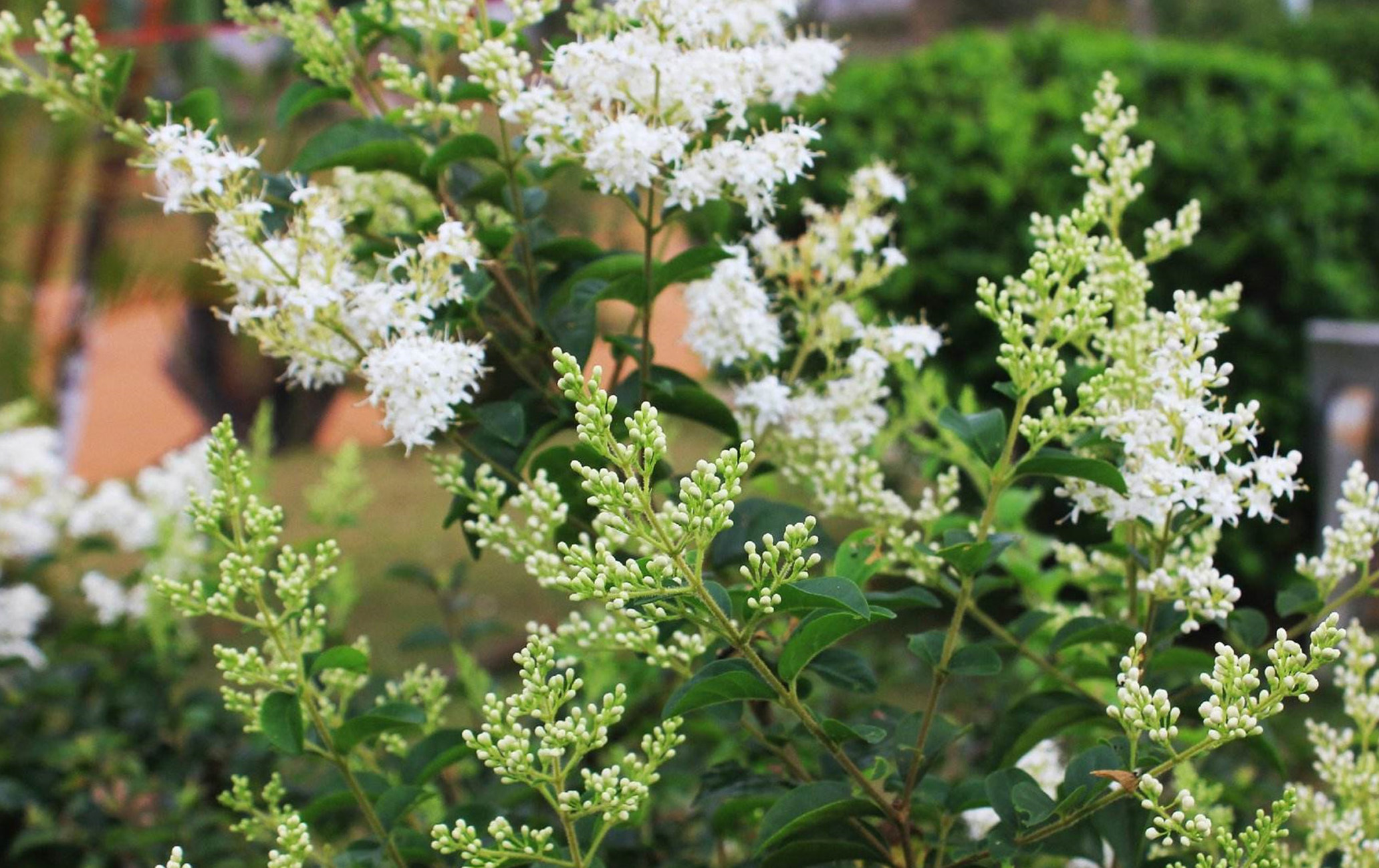  p>小蜡(学名: i>ligustrum sinense /i> lour.