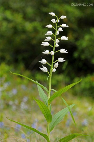  p> a href="#">头蕊兰 /a>属 i>(cephalanthera rich.