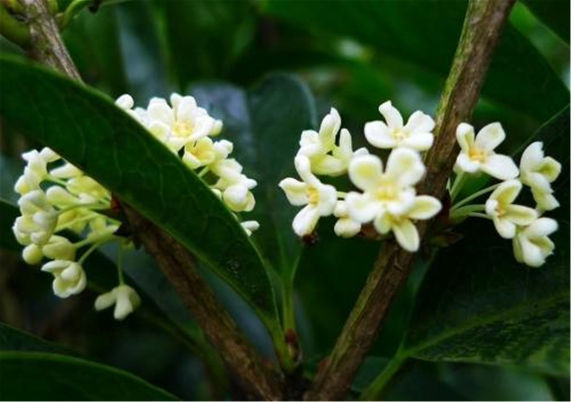 osmanthus fragrans liuye yingui