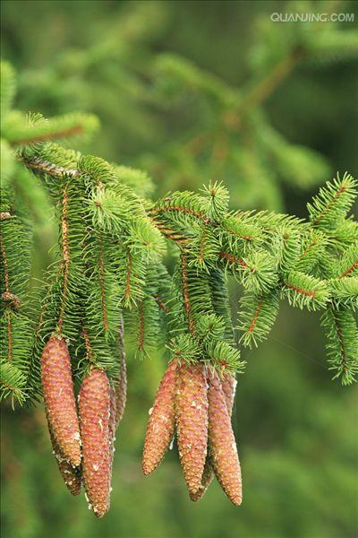  p>云杉(拉丁学名:picea asperata mast.)别名茂县云杉,茂县杉等.