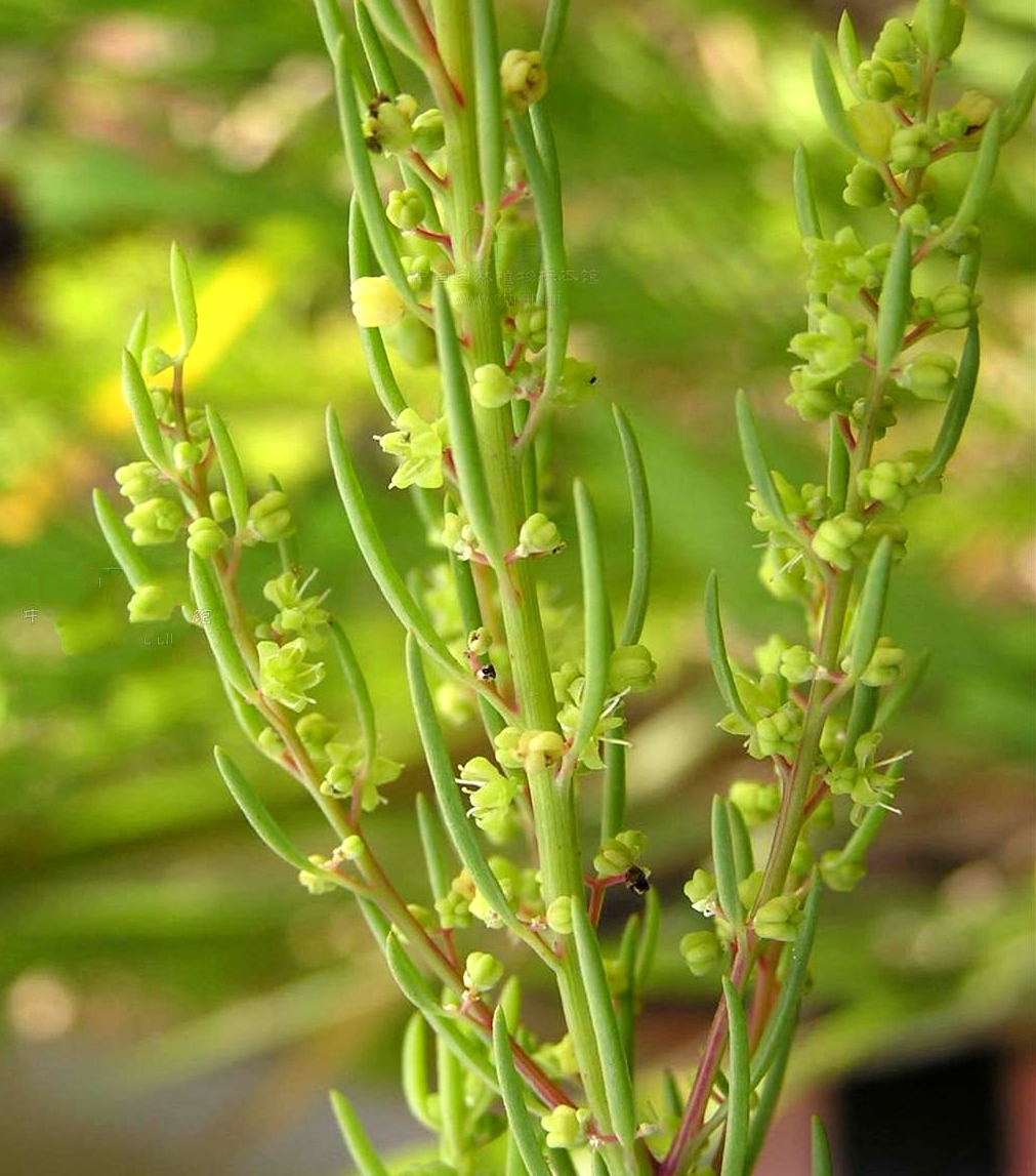  p>盐蒿(学名: i>artemisia halodendron /i> turcz. ex bess.