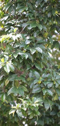  p>胭脂(学名: i>artocarpus tonkinensis /i> a. chev. ex gagnep.