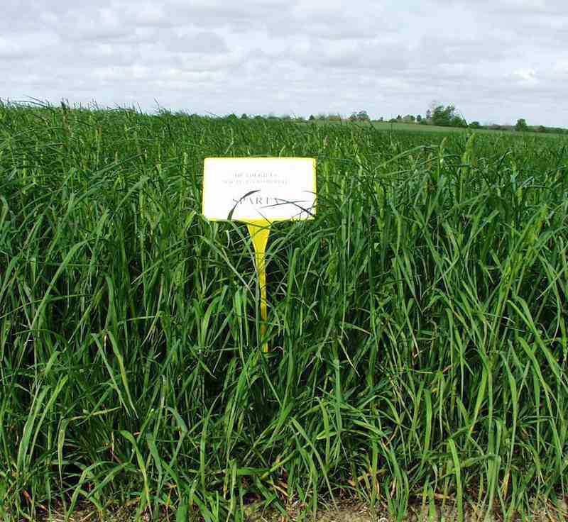  p>弯叶画眉草(学名: i>eragrostis curvula /i> (schrad.