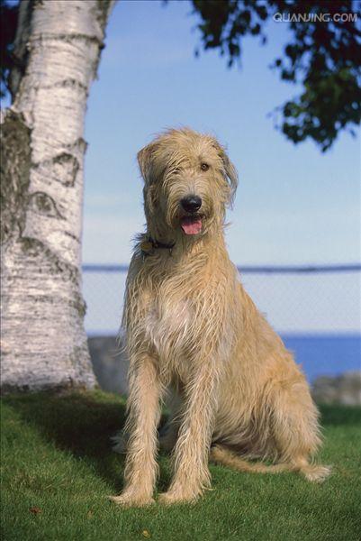  p>爱尔兰猎狼犬的英文名称为:irishwolfhound.